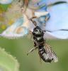 Ceratina cyanea